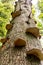 Low-angle shot of a cluster of mushrooms growing on a tree trunk