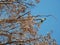 Low angle shot of a cockatoo perched on the tree branch under a blue sky