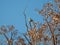 Low angle shot of a cockatoo perched on the tree branch under a blue sky