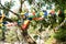 Low angle shot of colorful festive flags hung on wires with green trees in the background