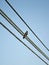 Low-angle shot of a crow sitting on powerline against a blue sky
