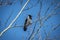 Low angle shot of a dark crow perching on a tree branch under the blue sky