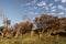 Low angle shot of dry broken trees on a green hill in Little Wategos Beach in Australia