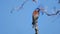 Low-angle shot of Eastern bluebird standing on tree branch, blue sky background