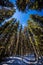 Low angle shot of evergreen tall trees in the forest in Banff, Canada