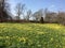 Low angle shot of a field of daffodils in sunny UK