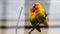 Low angle shot of Fischer\\\'s lovebird perched on a stick