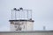 Low angle shot of a flock of pigeons perched on a rooftop