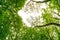 Low angle shot of foliage tree branches on background of the sky