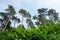 Low angle shot of a forest with lots of tall trees