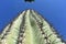 Low angle shot of a gigantic Saguaro cactus with spines and needles in the Sonoran Desert