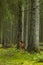 Low angle shot of gray trunks of trees in the forest