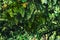 Low angle shot of green grapevines hanging in a garden