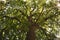 Low angle shot of a green tall tree with the sun rays penetrating through its branches