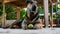 Low angle shot of a grown dog playing a tennis ball under a table