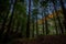 Low-angle shot of high trees in a forest with green foliage