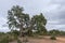 Low angle shot of a huge tree in the middle of a gravel field partially covered with greenery