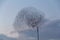 Low angle shot of hundreds of birds flying around a street lamp under the beautiful blue sky