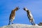 Low angle shot of jumping mountain goat