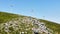 Low angle shot of a line of windmills on green hill under blue sky