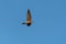 Low angle shot of a majestic common kestrel bird in flight against a blue sky