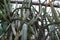 Low angle shot of many cactuses growing next to each other in the greenhouse