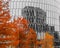 Low angle shot of a modern architecture building with mirror walls and trees with orange leaves