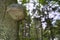 Low angle shot of a natural beehive on the trunk of a tree