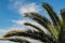 Low angle shot palm tree branches and a blue sky