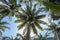 Low angle shot of palm trees against blue sky. Palm trees at tropical coast. Vintage toned  stylized. Summer and Coconut palm