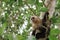 Low angle shot of Panamanian White-faced Capuchin climbing on tree