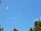 Low angle shot of parachutists flying in a blue sky