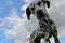 Low angle shot of a patterned white Dalmatian dog on the grass on four legs looking into camera