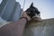 Low angle shot of a person petting a cute stray cat on the edge of a wall