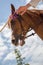 Low angle shot of a person riding a brown horse with a bit, bridle and rein outdoors