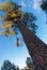 Low angle shot of a pine tree with a close looking of its log.. Looking up tree with blue sky