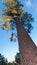 Low angle shot of a pine tree with a close looking of its log.. Looking up tree with blue sky