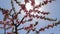 Low-angle shot of pink peach flowers under sunny sky, closeup, spring concept