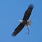 Low angle shot of a powerful bald eagle with a branch in the claws flying in a blue sky