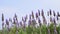 Low-angle shot of purple lavender swinging in wind, agricultural field, panning