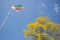 Low angle shot of the Rasta flag near the poui tree against a blue sky on a sunny day