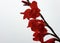 Low angle shot of red gladiolus with raindrops, Red flower with water drops isolated - Stock Photo