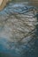 Low angle shot of a reflection of a leafless tree on a water surface