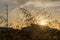 Low angle shot of the setting golden sun shining through the silhouette of tall grasses