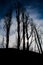 Low angle shot of the silhouette of tall trees under a cloudy sky