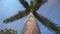 Low angle shot of a single palm tree with blue sky