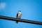 Low angle shot of a small swallow bird sitting on a black pipe with a stunning blue sky in the back