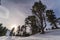 Low angle shot of the snowy Austrian Alps with traces of skis along with the tall trees