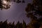 Low-angle shot of starry night sky surrounded by pine trees