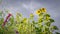 Low angle shot of sunflowers in the field on the gloomy sky background